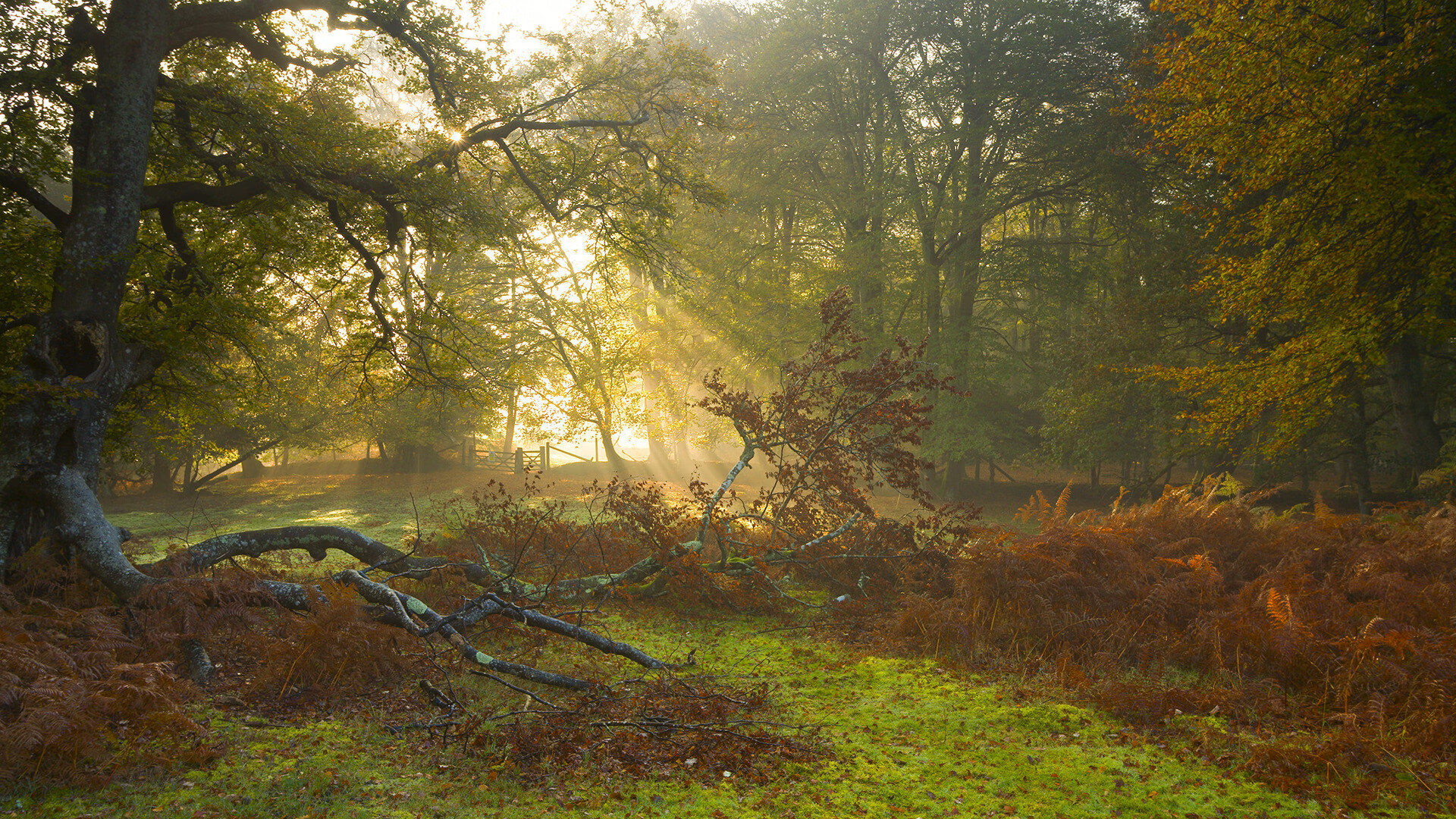 幻影的爪痕，当红牛引擎的轰鸣里，传来法拉利叹息的回声