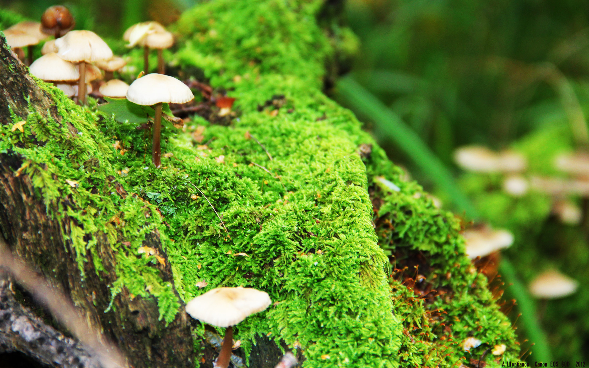 时间的唯一性,从荷兰翻盘乌拉圭,到等待下一个内马尔