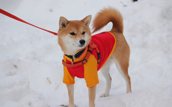 竞技风暴，开拓者主场扼杀湖人，亚平宁半岛见证西亚卡姆战神降临