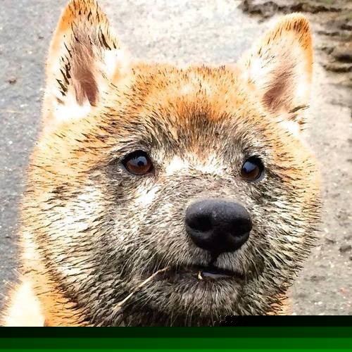 爆裂无声，一个F1车手如何在终极压力下炼成自己的王朝