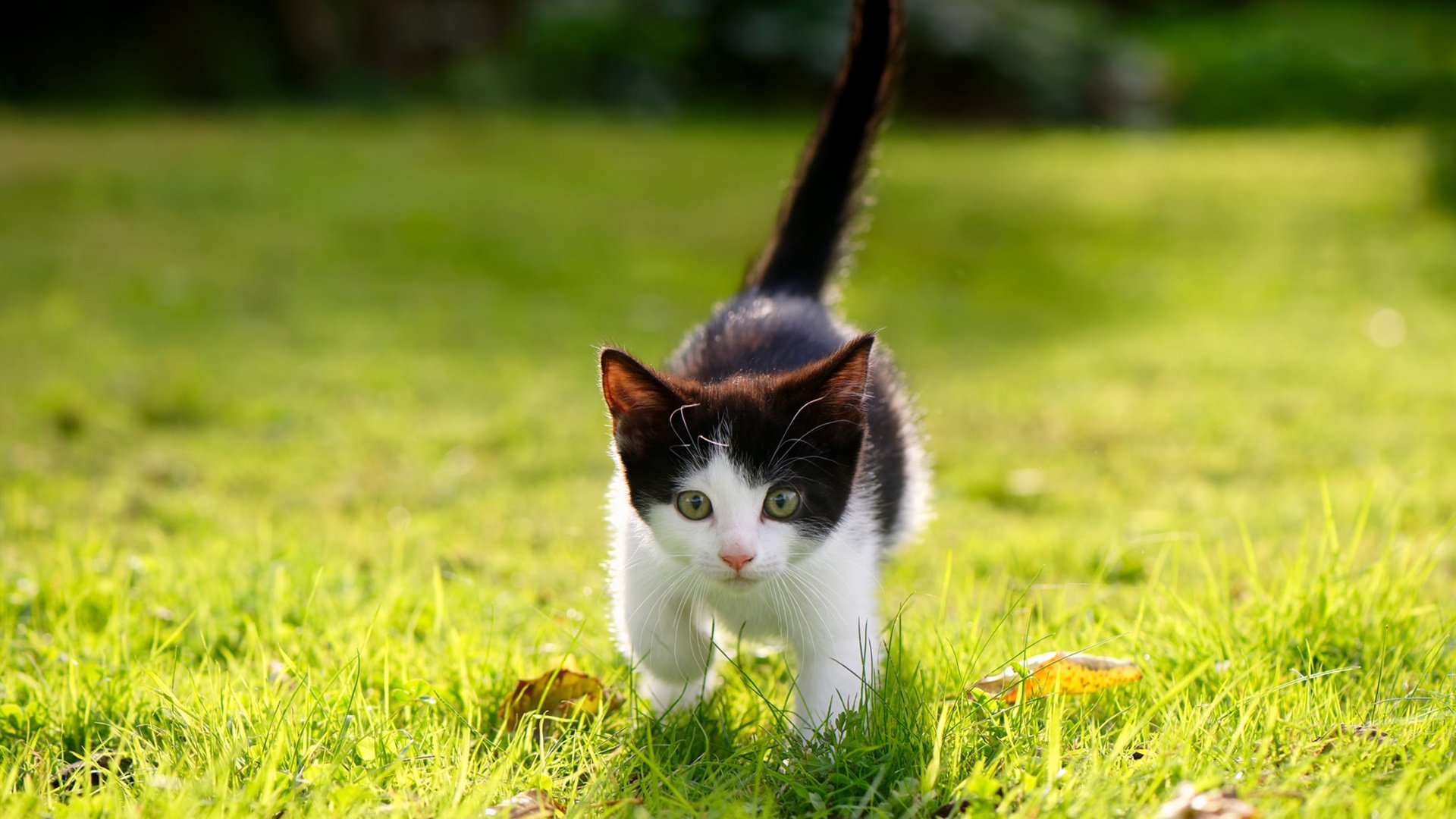 双线告捷，欧冠决赛激情夜与骑士攻陷浙江的决胜启示录