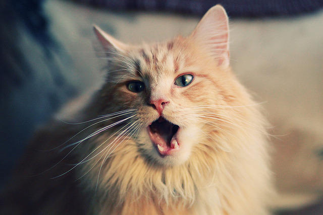 压制级表现！杜兰特领衔太阳得分狂潮，开拓者无力回天