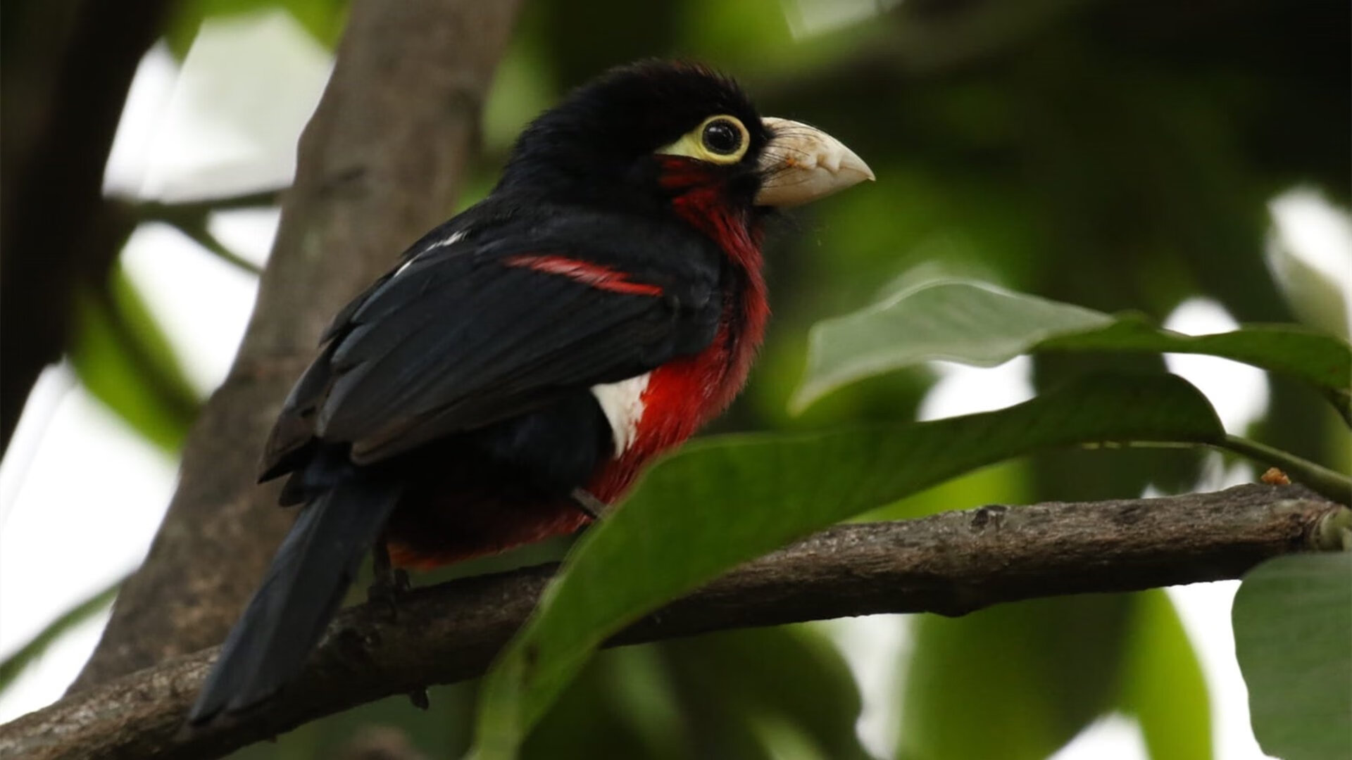 临危一剑指苍茫—阿坎吉于F1年度争冠焦点战证明自己