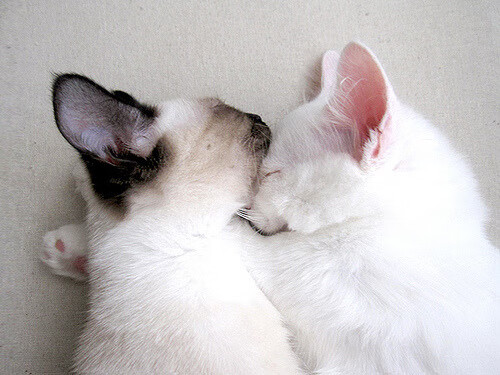 体系VS孤星，爵士铁蹄碾过雷霆，拉文绝响证明何为现代篮球的残酷与浪漫