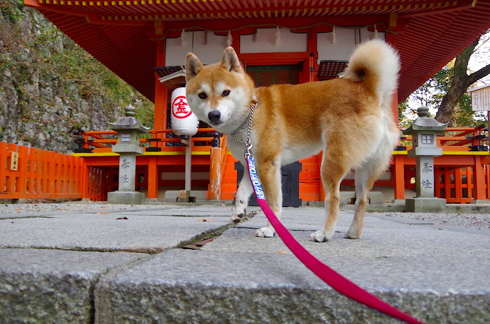 关键先生迪亚斯一击制胜,智利硬仗拿下乌拉圭