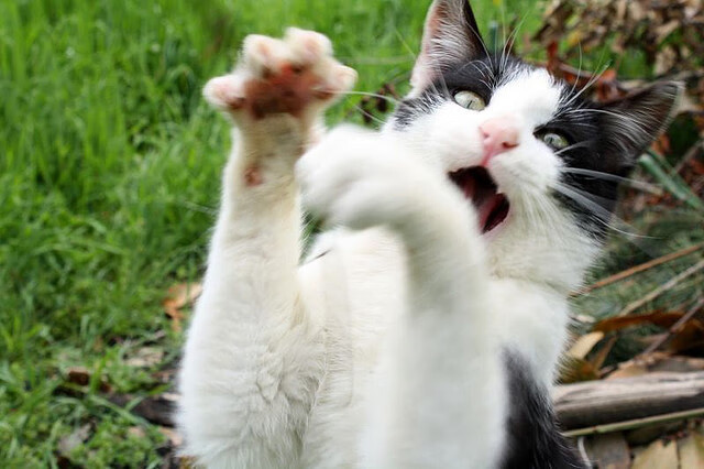 当红魔遭遇神祇，曼联对阵几内亚，门迪成为不可逾越的屏障