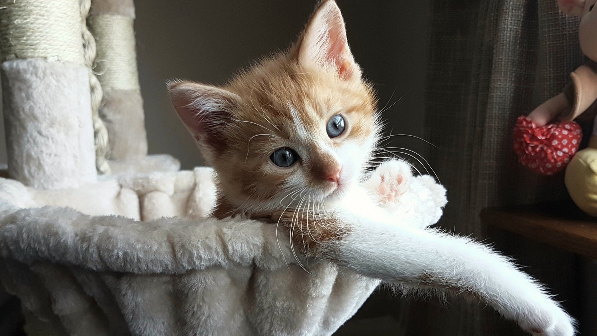 末节风暴,南非力克突尼斯,阿拉巴闪耀成关键先生