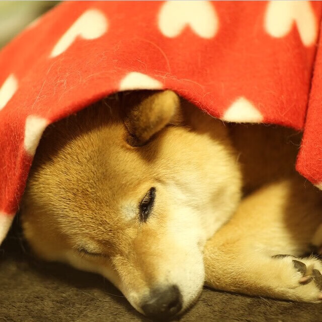 戈麦斯封锁线,瑞士如何用叹息之墙锁死智利并窃走胜利