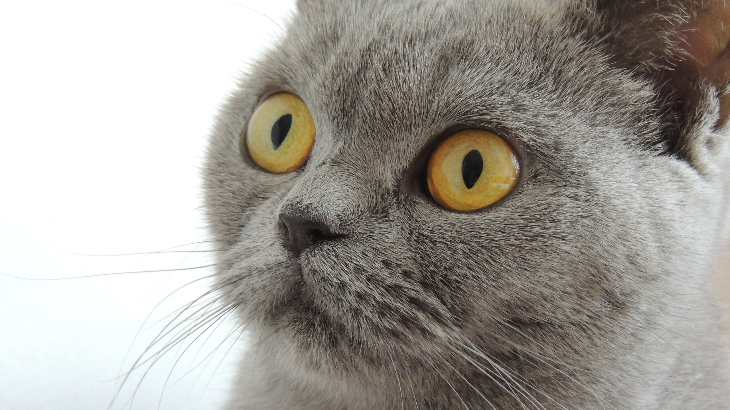 一人战双城，约基奇的钥匙转动了76人的冠军锁