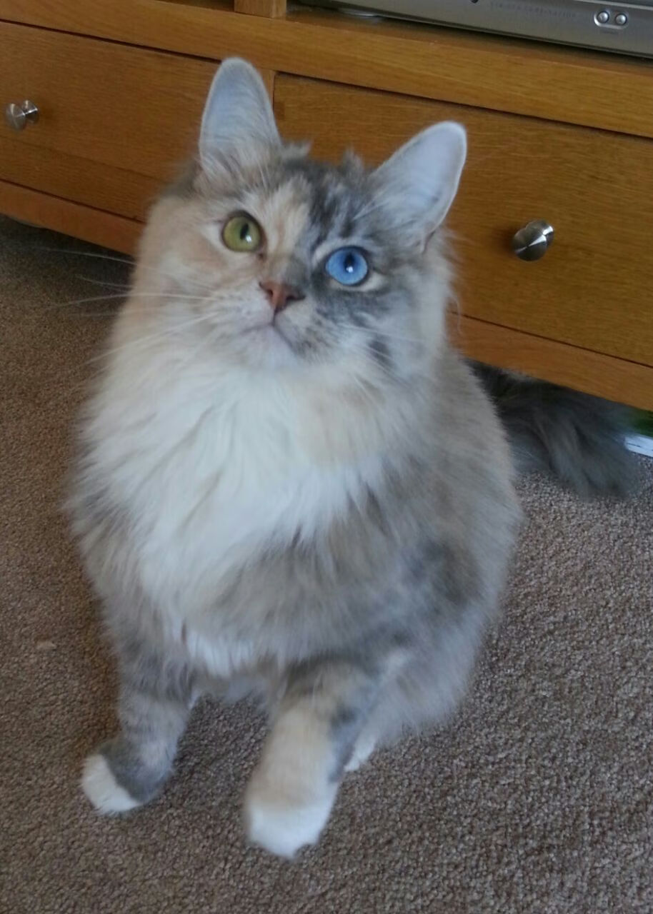 中秋之夜的篮球剧本,小贾伦用一记绝杀为东西方架起桥梁