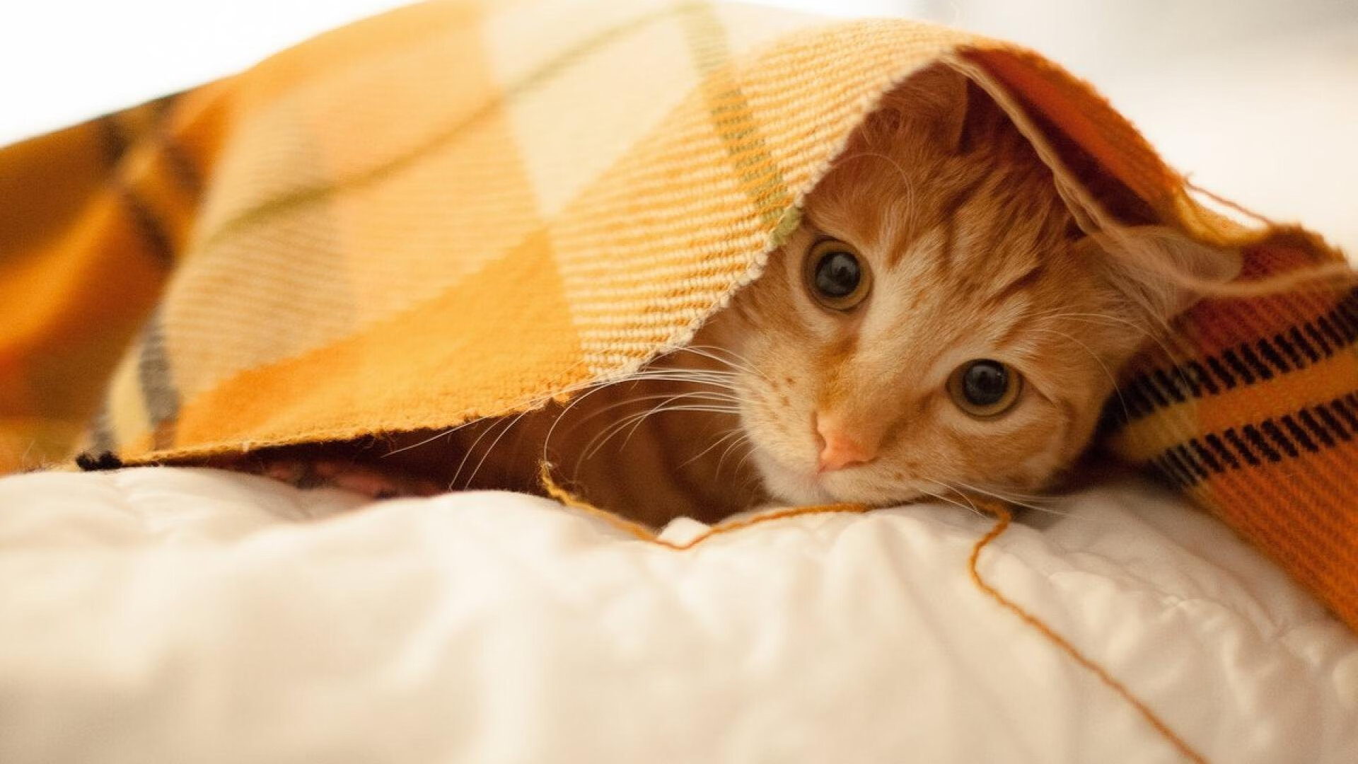 铁闸的裂缝,卡塞米罗的迷失夜与哥伦比亚的致命手术刀