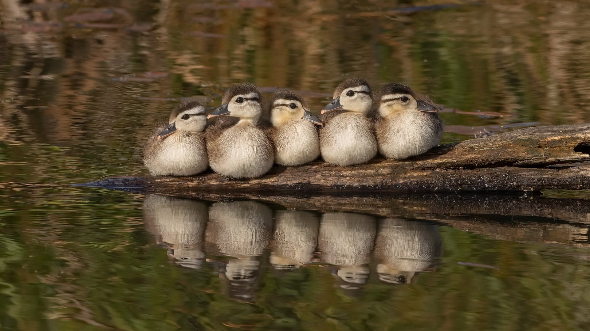 孤勇者与后浪，当班凯罗独舞诺坎普，布伦森以旧时代的枪挑落掘金巨舰